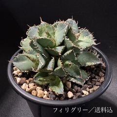 アガベ ハデス 子株 鉢ごと発送 送料込 - メルカリ