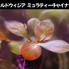 ルドウィジア sp ミュラティーチャイナ １本 水中葉  送料無料