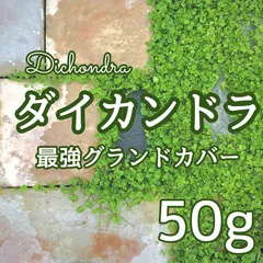 2024年最新】ディコンドラの人気アイテム - メルカリ