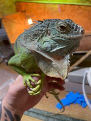 爬虫類ケージ 80×40×40 引き出しタイプ 爬虫類 ペット ケージ