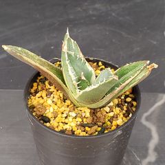 J617【自社養生株】アガベチタノタ　南アフリカダイヤモンド（斑入り・発根株・鉢植え）【多肉植物】