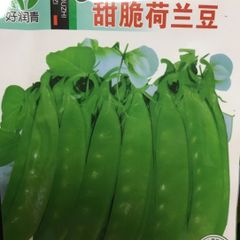 絹さや　種　50粒
