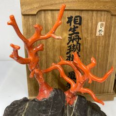 本肉赤珊瑚 原木 トウエ 東さ6-1216☆1F - メルカリ