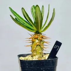 アンボンゲンセ 実生 でっぷり 良型 コレクション 超美株 2025年