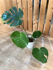 2025年最新】Monstera deliciosaの人気アイテム - メルカリ