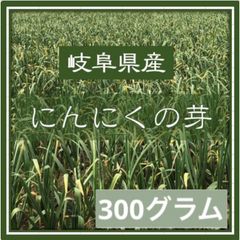 ⭐️5月1日〜5月15日発送⭐️岐阜県産　にんにくの芽　300グラム　農家直送　NO1