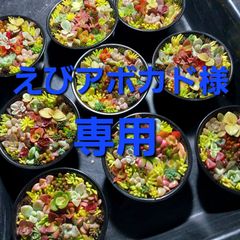 えびアボカド様専用