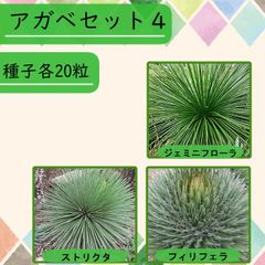 【種子】アガベSET4 3種20粒 全60粒
