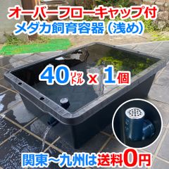 4月値上予定】メダカ飼育ケース 40㍑x1個 トロ舟 オーバーフロー 金魚