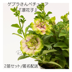 【２苗販売】ペチュニア：凛花子りかこ（3.5号）八重咲きペチュニア　ゲブラナガトミヨ　新品種　ペチュニア苗　ゲブラナガトヨ