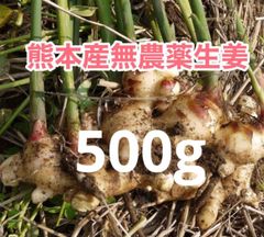 熊本産農薬不使用生姜500g