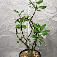 高質 年末SALE！ 希少 実生 フォークイエリア ファシクラータ - 観葉植物