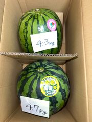 北海道沖縄離島追加送料無し　長野県産赤肉すいか《ピノガール4.3kg》黄色すいか《金色羅皇4.7kg》現品販売