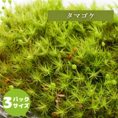 【高原の苔】 タマゴケ 鮮やかな緑 テラリウム 苔テラリウム 苔パック  明るい日陰向き セミオープン クローズ 密閉容器向け M(１０ｃｍ×１７ｃｍ)外寸