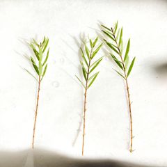 【3本セット】メラレウカ マウンテンファイヤー　挿し穂
