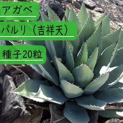 【種子】アガべ パルリ (吉祥天)　種子20粒