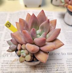 ☆ルビードナ③ 子株つき♪　多肉植物