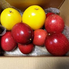 沖縄県産　パッションフルーツ2種　約1.5kg