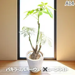ミューズ　パキラ 　ムーンライト ザ・ファームセレクト]パキラ：ムーンライト 7号鉢植え24-01 の