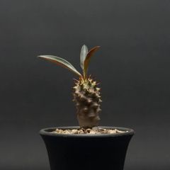 "Euphorbia pachypodioides" ユーフォルビア パキポディオイデス 管理2221