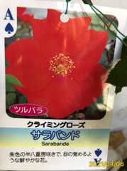 4520　サラバンド★四季咲　半八重咲きの燃えるような朱色の美しい名花★接木