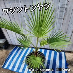 2025年最新】ワシントンヤシの人気アイテム - メルカリ