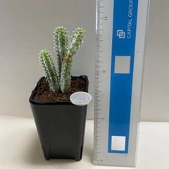 多肉植物　ユーフォルビア　白樺キリン　抜き苗　根付き