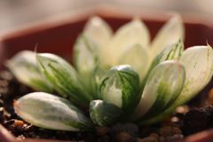 多肉植物 ハオルチア オブツーサ錦 極上斑