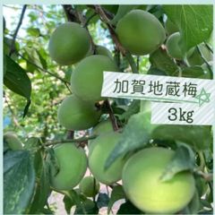 【今季ラスト！】無農薬　青梅　加賀地蔵梅　3㎏ほど
