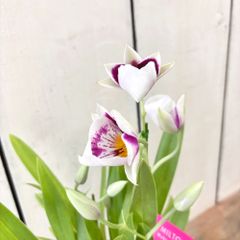 ミルトニア4号ロング鉢①