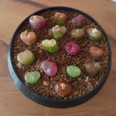 コノフィツム　マウガニー　コンカブム　風鈴玉
