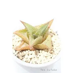 竜鱗小型種Ａオレンジタイプ ハオルチア 2寸ポット ススキノ科 多肉植物