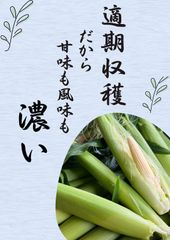 ym35 山梨県産 ヤングコーン ベビーコーン 新鮮 100本入り