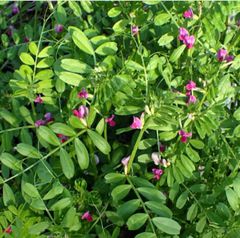 大容量！　季節の野草　カラスノエンドウをメインに！　クローバー 　ヨモギ よもぎ　ノゲシ　メヒシバ　エノコログサ　イネ科の野草　うさぎさん、カメさんのおやつ　農薬除草剤不使用野草　７０〜８０サイズ