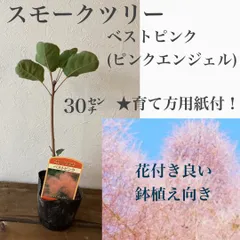 2024年最新】スモークツリー鉢植えの人気アイテム - メルカリ