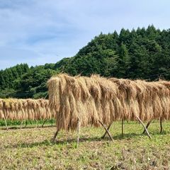 自然栽培】はざかけ天日干し ササニシキ 玄米20kg - メルカリ