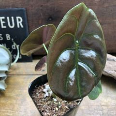 ポットごと アロカシア クプレア レッドシークレット 大苗 観葉植物 珍しい品種 アローカシア 美しい葉を楽しむタイプ