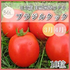 野菜の種 たね タネ ブラジルクック トマト 調理用トマト クッキングトマト 自家採取素材 3月 4月 家庭菜園 プランター栽培 ベランダ栽培 ガーデニング 農業 畑 自給自足 自然農法 国産