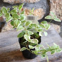 斑入り ビンカマジョール 3〜3.5号ポット苗 【１株販売】 ツル日々草 ツルニチニチソウ 寄せ植え 鉢植え 花壇 お洒落 可愛い 春の花 夏の花 花 グランドカバー カラーリーフ