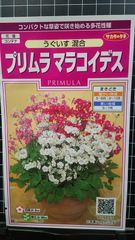 プリムラ マラコイデス うぐいす 桜草 種 ３袋セット