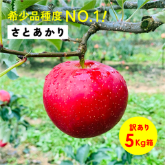 幻の林檎「さとあかり5キロ箱A品B品」農林水産大臣賞 りんご 長野県産 安曇野 信州産 産地直送 送料無料 5キロ 箱使用 果物 フルーツ 鮮度抜群 産地直送