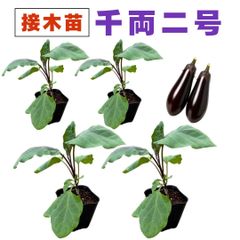 なす 接ぎ木 苗 千両2号 4個セット 中長ナス 千両二号 販売 プランター 初心者でも育てやすい 家庭菜園 ナス なすび 茄子 野菜 接木苗 農場直送 9cm