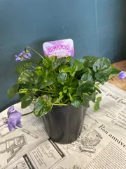 甘い香りダッチェス デ パルメパルマスミレダブル咲き花芽二つ寒さ強し