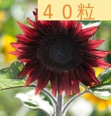 【花の種】４０粒　珍しい赤い（茶褐色)ひまわり　プロカットレッド　花が茶系