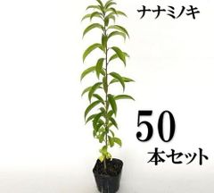 小麦様用53 ヤマシタマンゴー 花芽付 耐寒性雪姫 - メルカリ