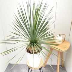 インドボダイジュ　5【現品】観葉植物　室内　6号 インドボダイジュ 5【現品】観葉植物 室内 6号 - メルカリ