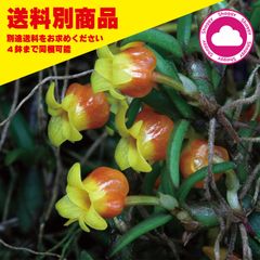 洋蘭 Mediocalcar decolatum