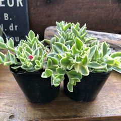 ポットごと♡斑入りベビーサンローズ♡2個セット♡グランドカバーに♡多肉植物