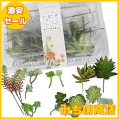 2024年最新】リース 多肉植物 観葉植物 グリーンリースの人気