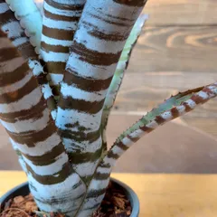 2025年最新】エクメア チャンティニー ブラックの人気アイテム - メルカリ